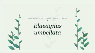 Planche botanique stylisée d’Elaeagnus umbellata