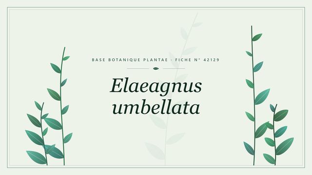 Elaeagnus umbellata : fiche descriptive et taxonomie Planche botanique stylisée d’Elaeagnus umbellata