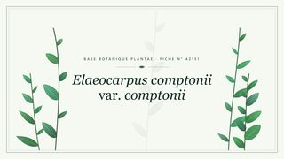 Planche botanique stylisée d’Elaeocarpus comptonii var. comptonii