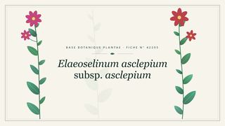 Planche botanique stylisée d’Elaeoselinum asclepium subsp. asclepium