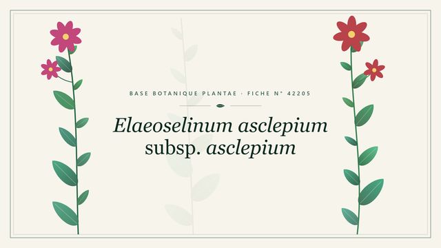 Elaeoselinum asclepium subsp. asclepium : fiche descriptive et conseils de culture Planche botanique stylisée d’Elaeoselinum asclepium subsp. asclepium