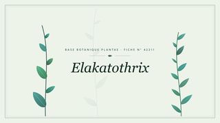 Planche botanique stylisée d’Elakatothrix