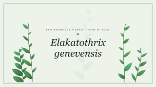 Planche botanique stylisée d’Elakatothrix genevensis