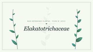Planche botanique stylisée d’Elakatotrichaceae