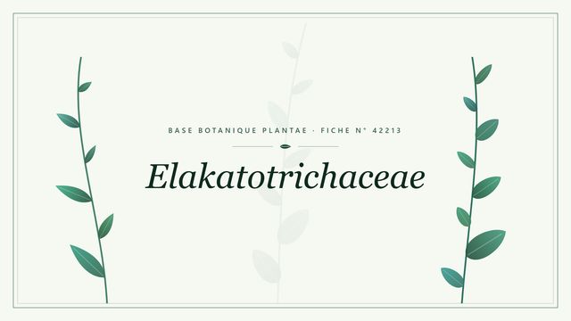 Elakatotrichaceae : conseils et analyse Planche botanique stylisée d’Elakatotrichaceae