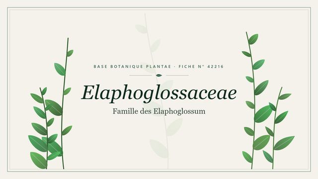 Elaphoglossaceae : les bases Planche botanique stylisée d’Elaphoglossaceae (Famille des Elaphoglossum)