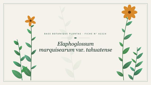 Elaphoglossum marquisearum var. tahuatense : fiche descriptive et taxonomie Planche botanique stylisée d’Elaphoglossum marquisearum var. tahuatense