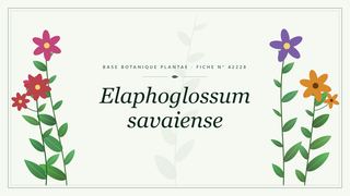 Planche botanique stylisée d’Elaphoglossum savaiense