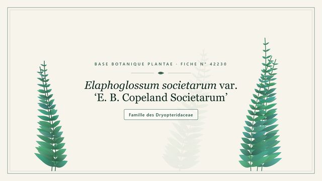 Elaphoglossum societarum Planche botanique stylisée d’Elaphoglossum societarum var. ‘E. B. Copeland Societarum’, famille des Dryopteridaceae