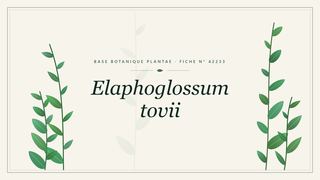 Planche botanique stylisée d’Elaphoglossum tovii