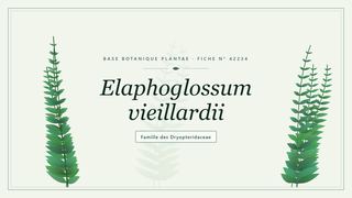 Planche botanique stylisée d’Elaphoglossum vieillardii, famille des Dryopteridaceae