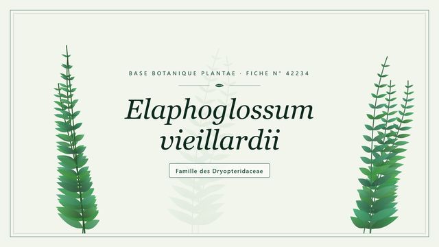 Elaphoglossum vieillardii : comment s'y retrouver Planche botanique stylisée d’Elaphoglossum vieillardii, famille des Dryopteridaceae