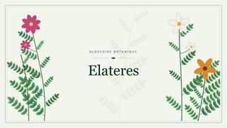 Illustration botanique stylisée du terme « Elateres » du glossaire