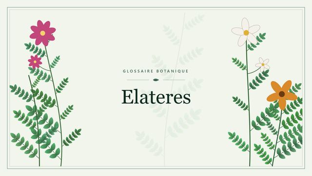 Définition de « élatères » en botanique Illustration botanique stylisée du terme « Elateres » du glossaire