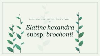 Planche botanique stylisée d’Elatine hexandra subsp. brochonii
