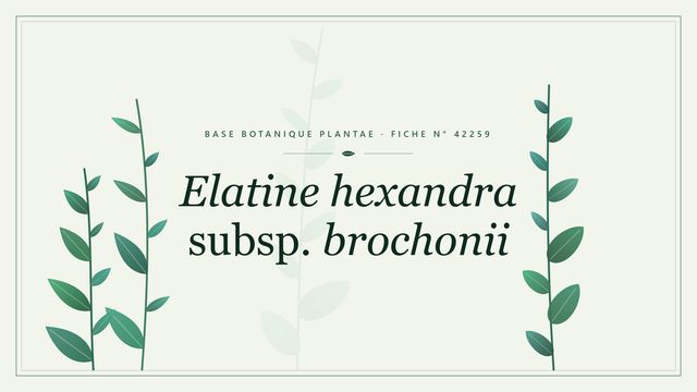 Elatine hexandra subsp. brochonii : fiche descriptive et taxonomie Planche botanique stylisée d’Elatine hexandra subsp. brochonii