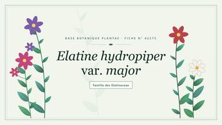 Planche botanique stylisée d’Elatine hydropiper var. major, famille des Elatinaceae