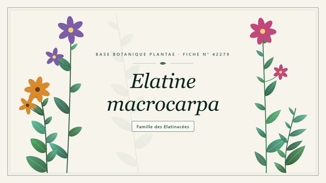 Elatine macrocarpa : tout comprendre Planche botanique stylisée d’Elatine macrocarpa, famille des Elatinacées