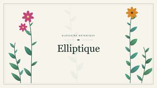 Illustration botanique stylisée du terme « Elliptique » du glossaire