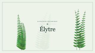 Illustration botanique stylisée du terme « Élytre » du glossaire
