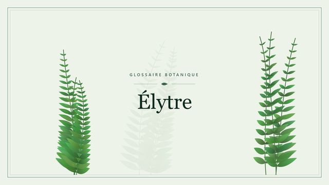Élytre : tout comprendre Illustration botanique stylisée du terme « Élytre » du glossaire