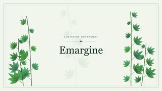 Illustration botanique stylisée du terme « Emargine » du glossaire