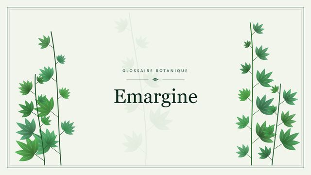 Emargine : quand le sommet d'une feuille présenté une echancrure Illustration botanique stylisée du terme « Emargine » du glossaire