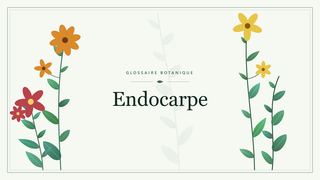 Illustration botanique stylisée du terme « Endocarpe » du glossaire