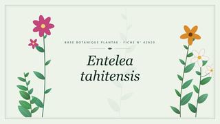 Planche botanique stylisée d’Entelea tahitensis