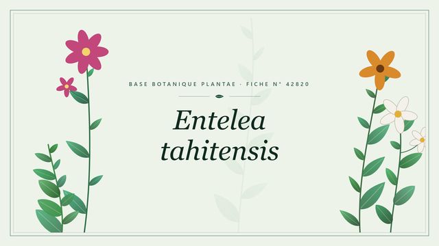 Entelea tahitensis : fiche descriptive et taxonomie Planche botanique stylisée d’Entelea tahitensis