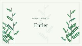 Illustration botanique stylisée du terme « Entier » du glossaire