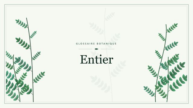 Entier : panorama Illustration botanique stylisée du terme « Entier » du glossaire