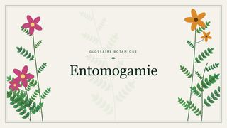 Illustration botanique stylisée du terme « Entomogamie » du glossaire
