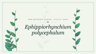 Planche botanique stylisée d’Ephippiorhynchium polycephalum