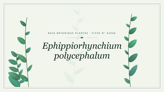 Ephippiorhynchium polycephalum Planche botanique stylisée d’Ephippiorhynchium polycephalum