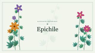 Illustration botanique stylisée du terme « Epichile » du glossaire