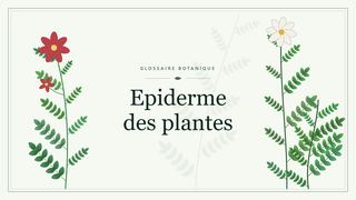 Illustration botanique stylisée du terme « Epiderme des plantes » du glossaire