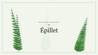 Illustration botanique stylisée du terme « Épillet » du glossaire