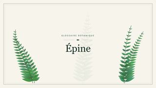 Illustration botanique stylisée du terme « Épine » du glossaire