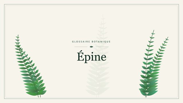 Épine en botanique : un organe transformé, distinct de l'aiguillon Illustration botanique stylisée du terme « Épine » du glossaire