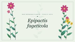 Planche botanique stylisée d’Epipactis fageticola