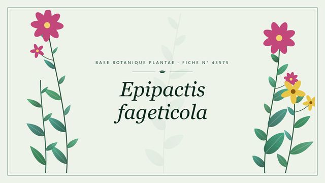 Epipactis fageticola : fiche descriptive et taxonomie Planche botanique stylisée d’Epipactis fageticola