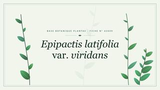 Planche botanique stylisée d’Epipactis latifolia var. viridans