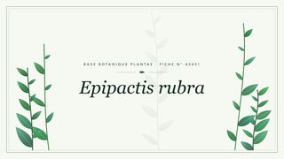 Planche botanique stylisée d’Epipactis rubra