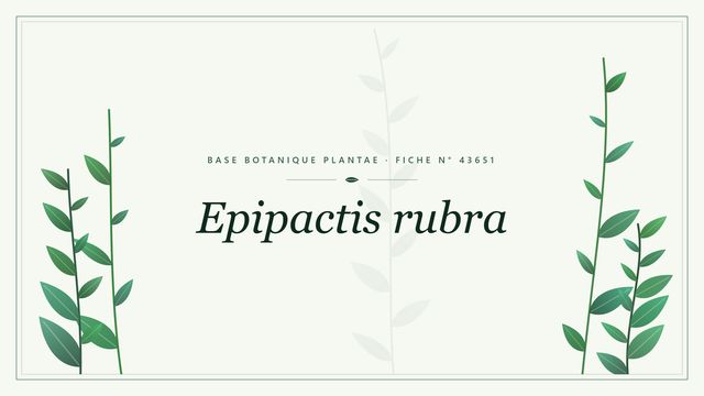 Epipactis rubra : fiche descriptive et taxonomie Planche botanique stylisée d’Epipactis rubra