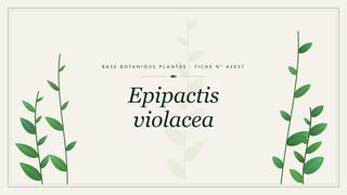 Planche botanique stylisée d’Epipactis violacea