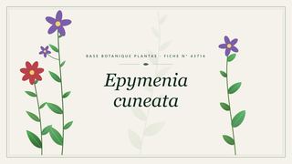 Planche botanique stylisée d’Epymenia cuneata