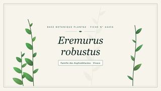Planche botanique stylisée d’Eremurus robustus, famille des Asphodélacées