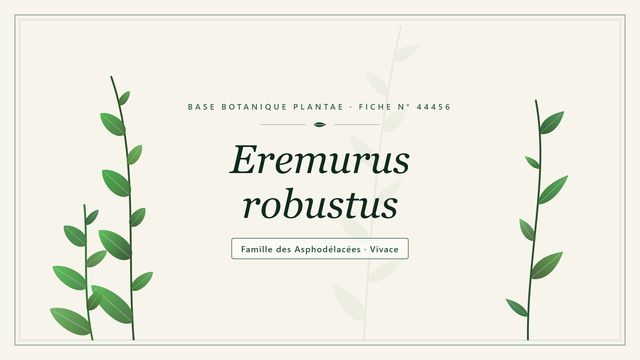 Eremurus robustus : repères utiles Planche botanique stylisée d’Eremurus robustus, famille des Asphodélacées