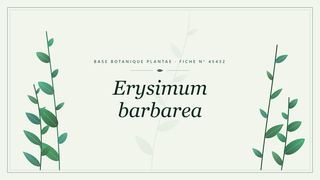 Planche botanique stylisée d’Erysimum barbarea